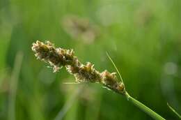 Image of Greater Pond-Sedge