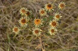 Image of carline thistle