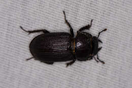 Image of Dorcus parallelus (Say 1824)