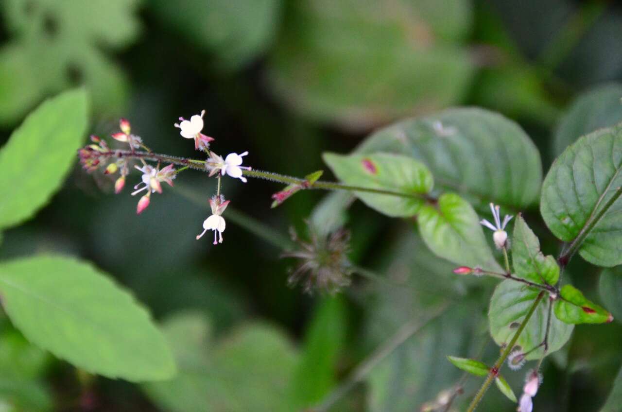 Plancia ëd Circaea lutetiana L.