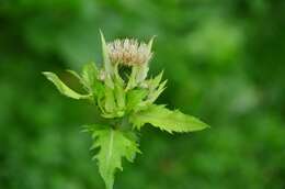 Image of Cabbage Thistle