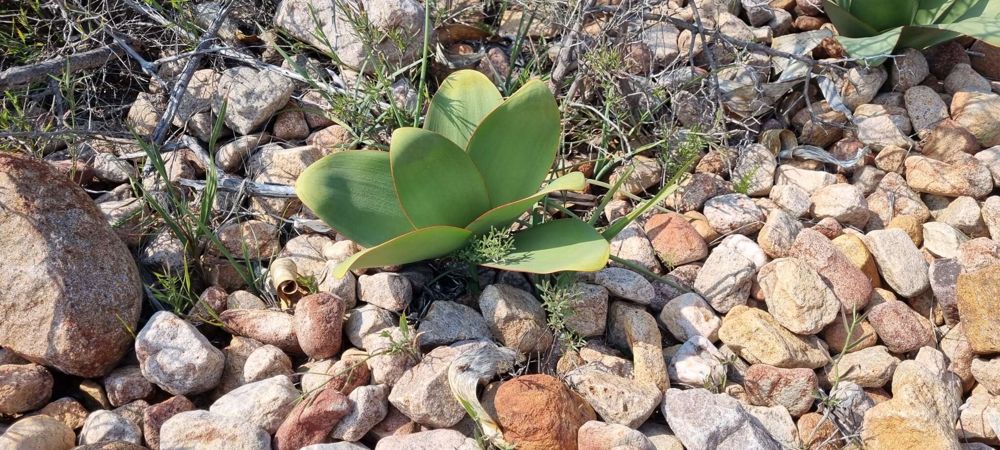 Image of Brunsvigia herrei Leight. ex W. F. Barker