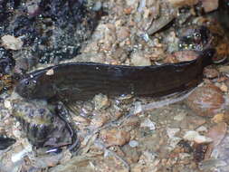 Image of Japanese Blenny