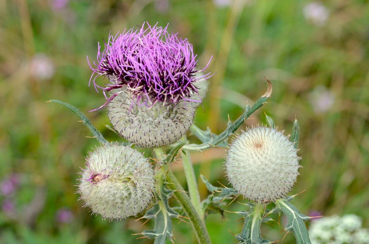 Image of woolly thistle