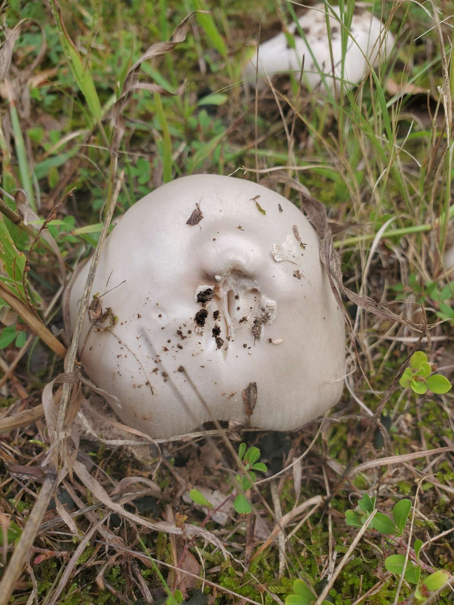 Image de Amanita spreta (Peck) Sacc. 1887