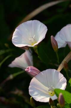 Image of Field Bindweed