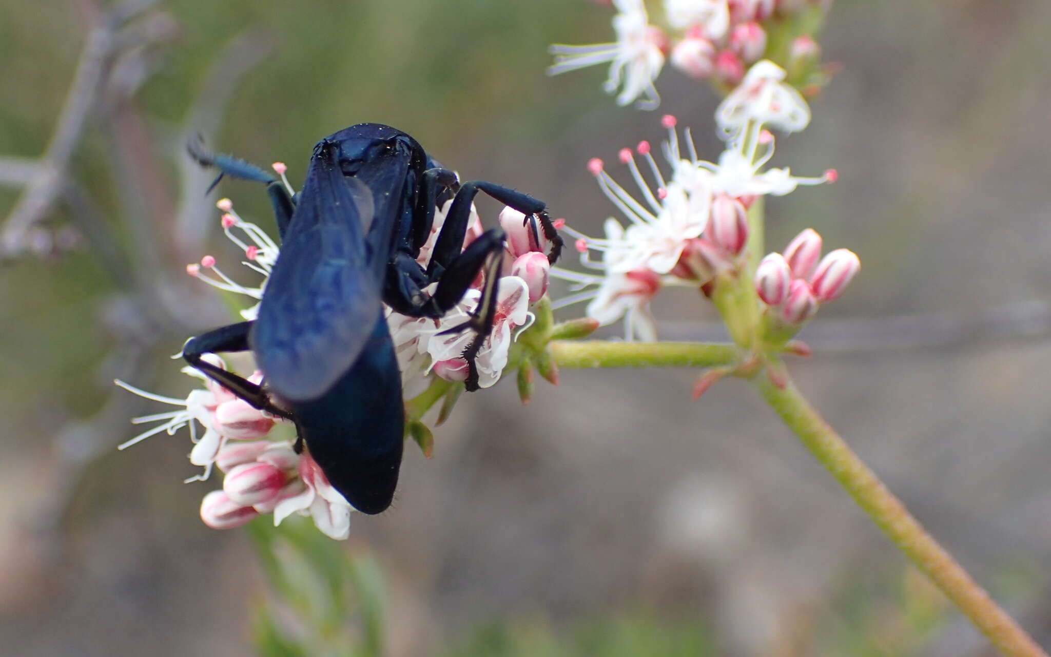 صورة Psorthaspis planata (Fox 1892)