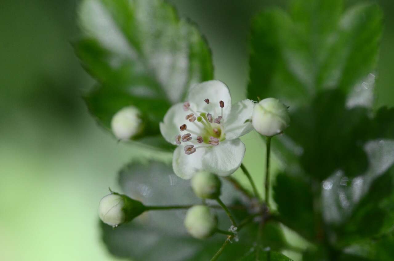 Image of Midland Hawthorn