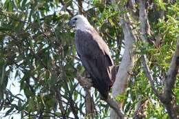 Image of White-bellied Sea Eagle