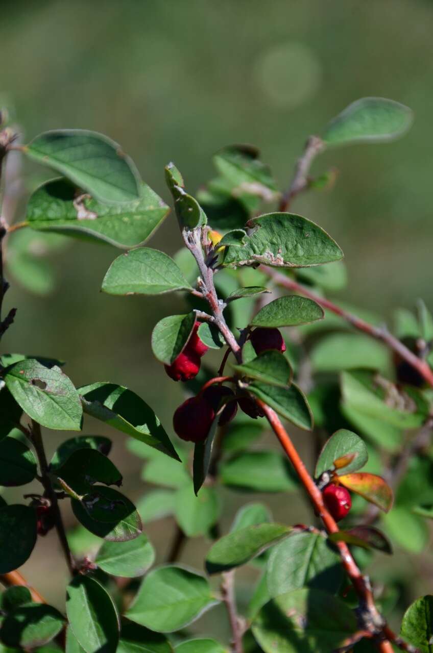 Image of Common Cotoneaster