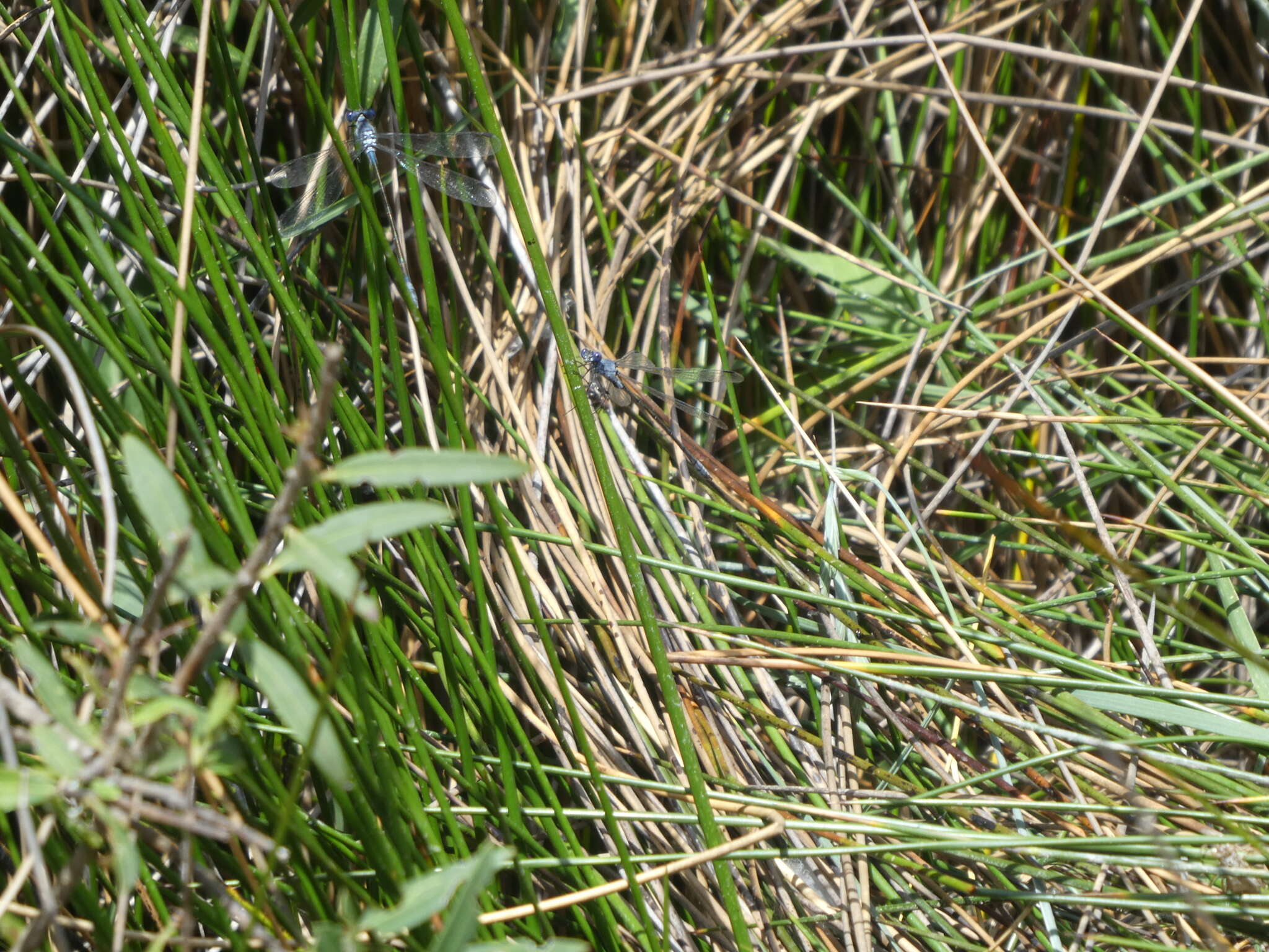 Image of Dark Spreadwing