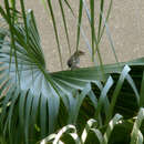 صورة Passer domesticus niloticus Nicoll & Bonhote 1909