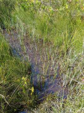 Image of Livid sedge