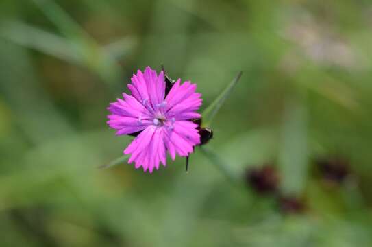 Image of carthusian pink