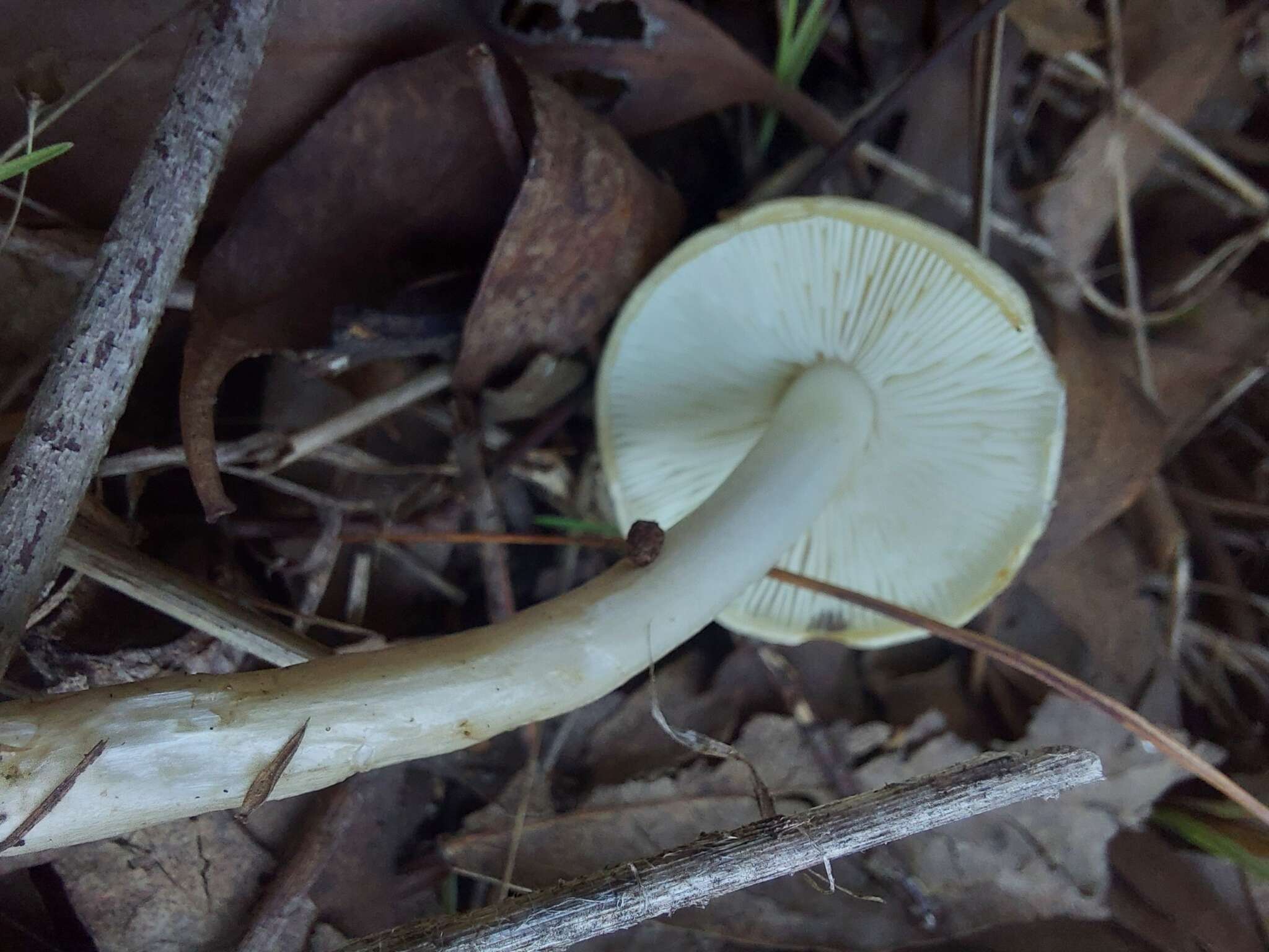 Limacella pitereka Grgur. 1997 resmi