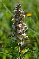 Image of Grecian foxglove