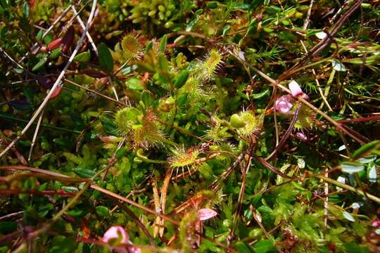 Image of Common Sundew