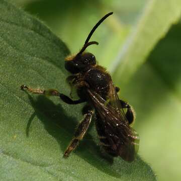 Image of Macropis fulvipes (Fabricius 1804)