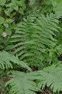 Image of male fern