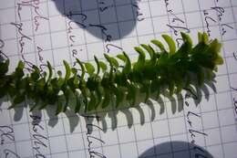 Image of American Pondweed