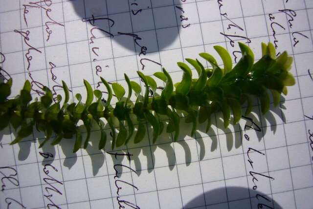 Image of American Pondweed