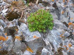 Image of Matted Saxifrage