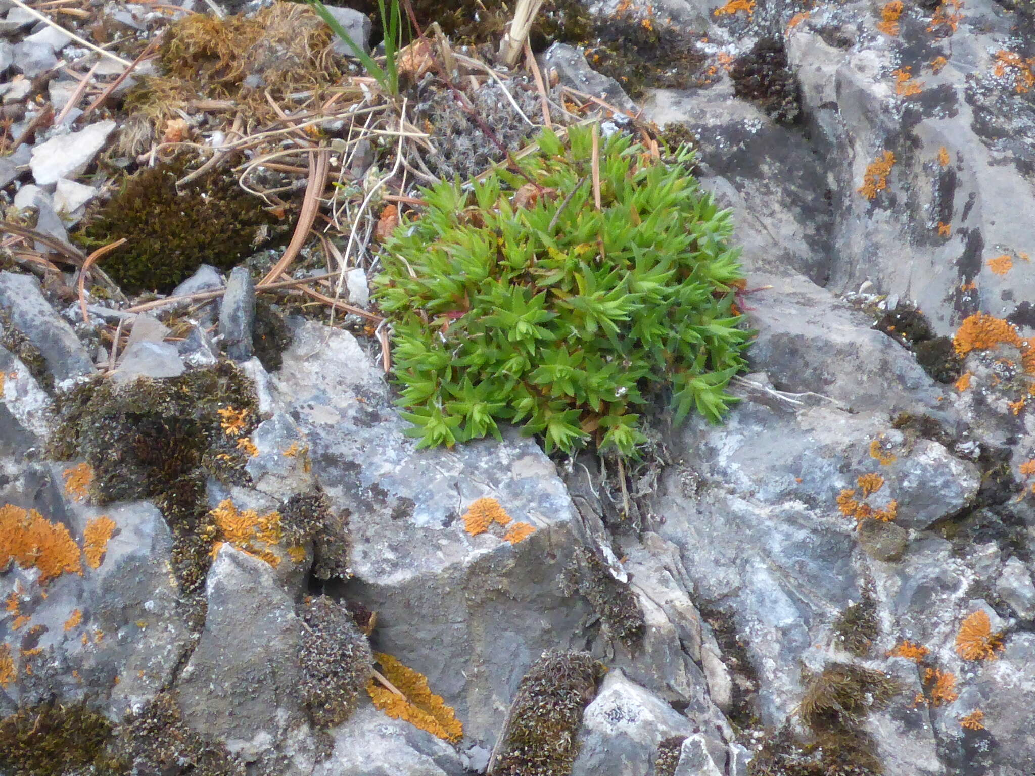 Image de Saxifraga bronchialis subsp. austromontana (Wieg.) Piper