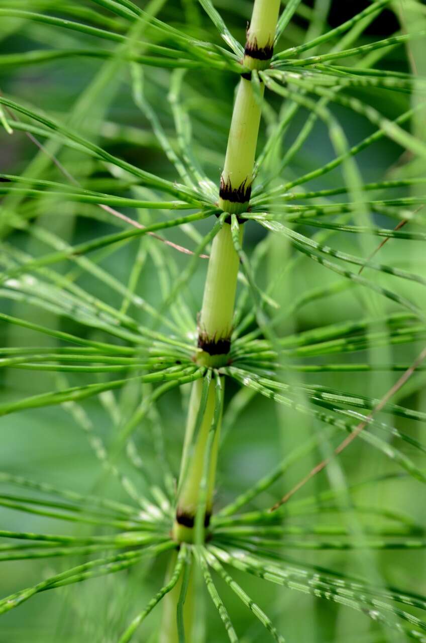 Image of Great Horsetail