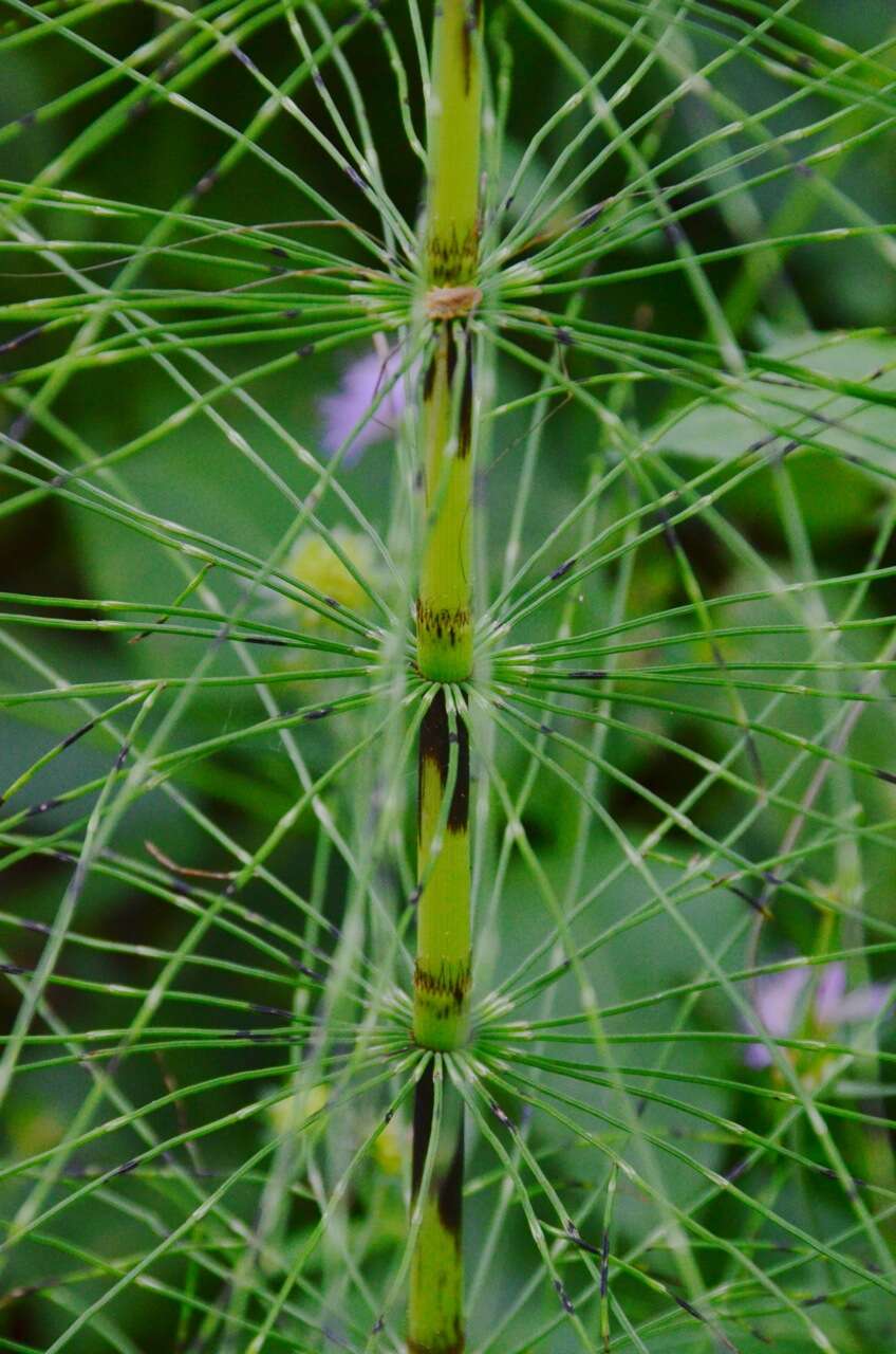 Image of Great Horsetail