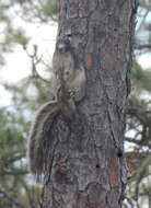 Image of Sherman's fox squirrel