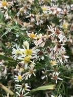 Image of Symphyotrichum lanceolatum var. interior (Wieg.) G. L. Nesom