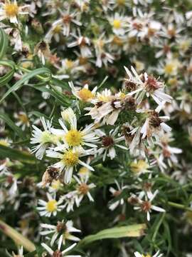 Image of inland panicled aster