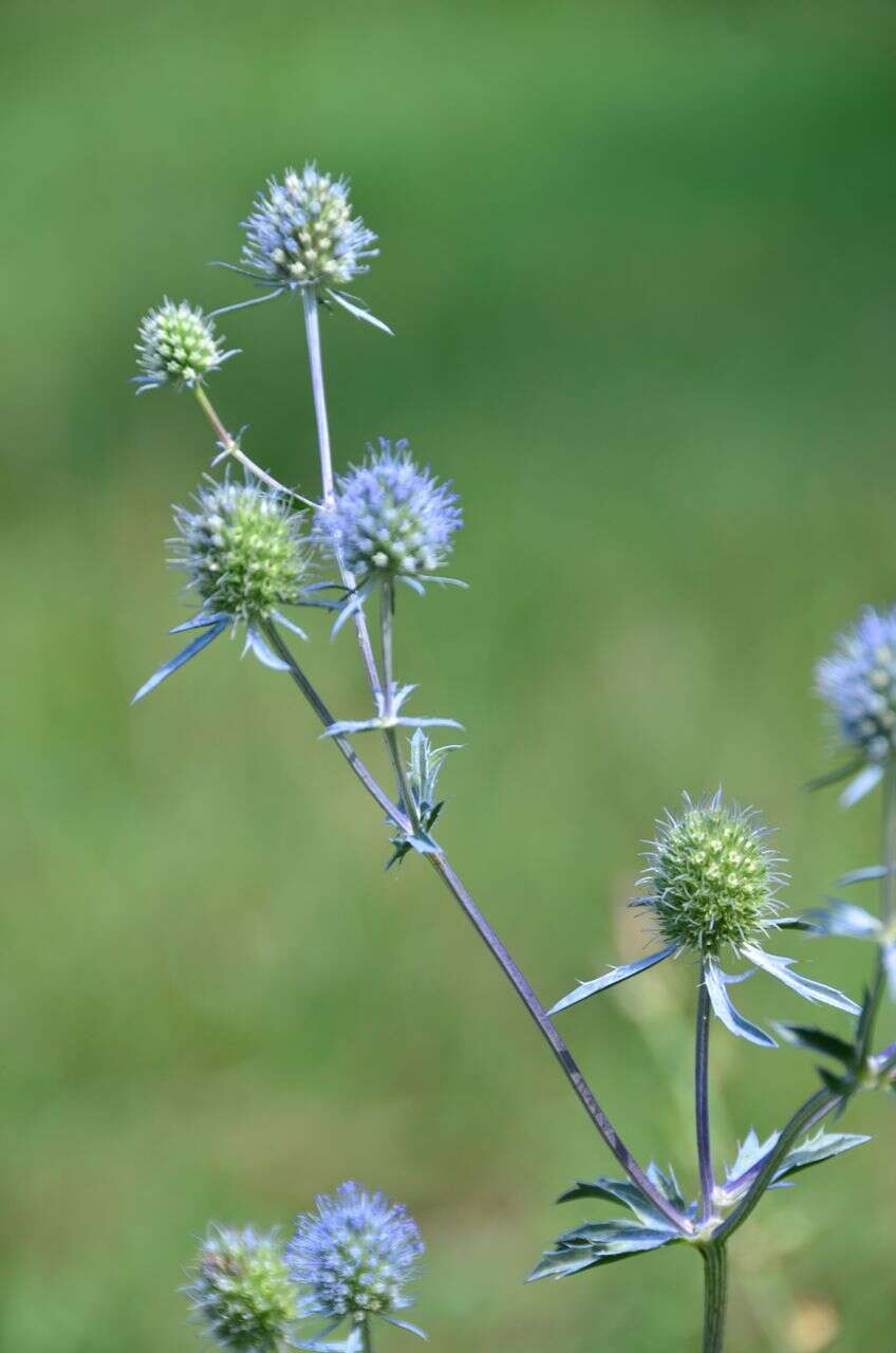 Imagem de Eryngium planum L.