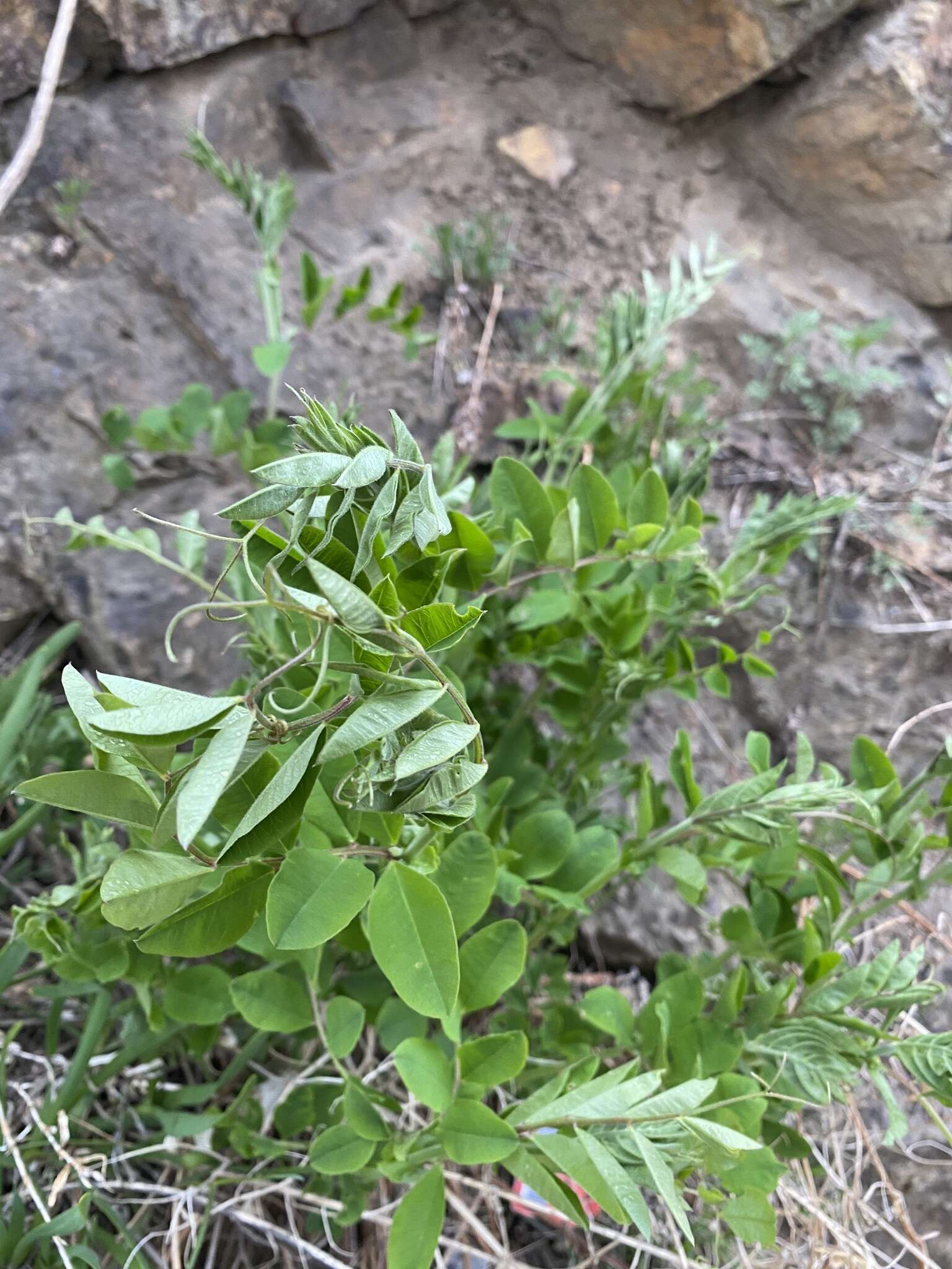 Image of Vicia amurensis Oett.