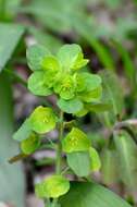 Image of Wood Spurge