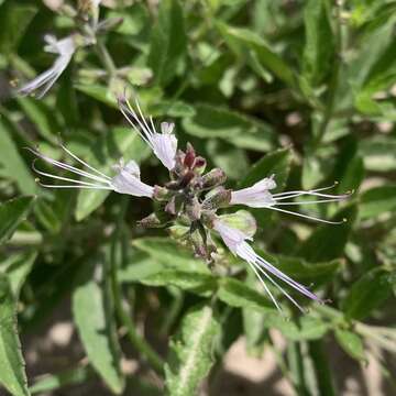 Imagem de Ocimum filamentosum Forssk.