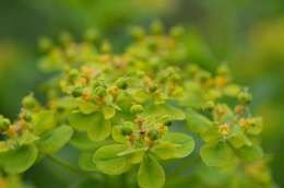 Image of Marsh Spurge