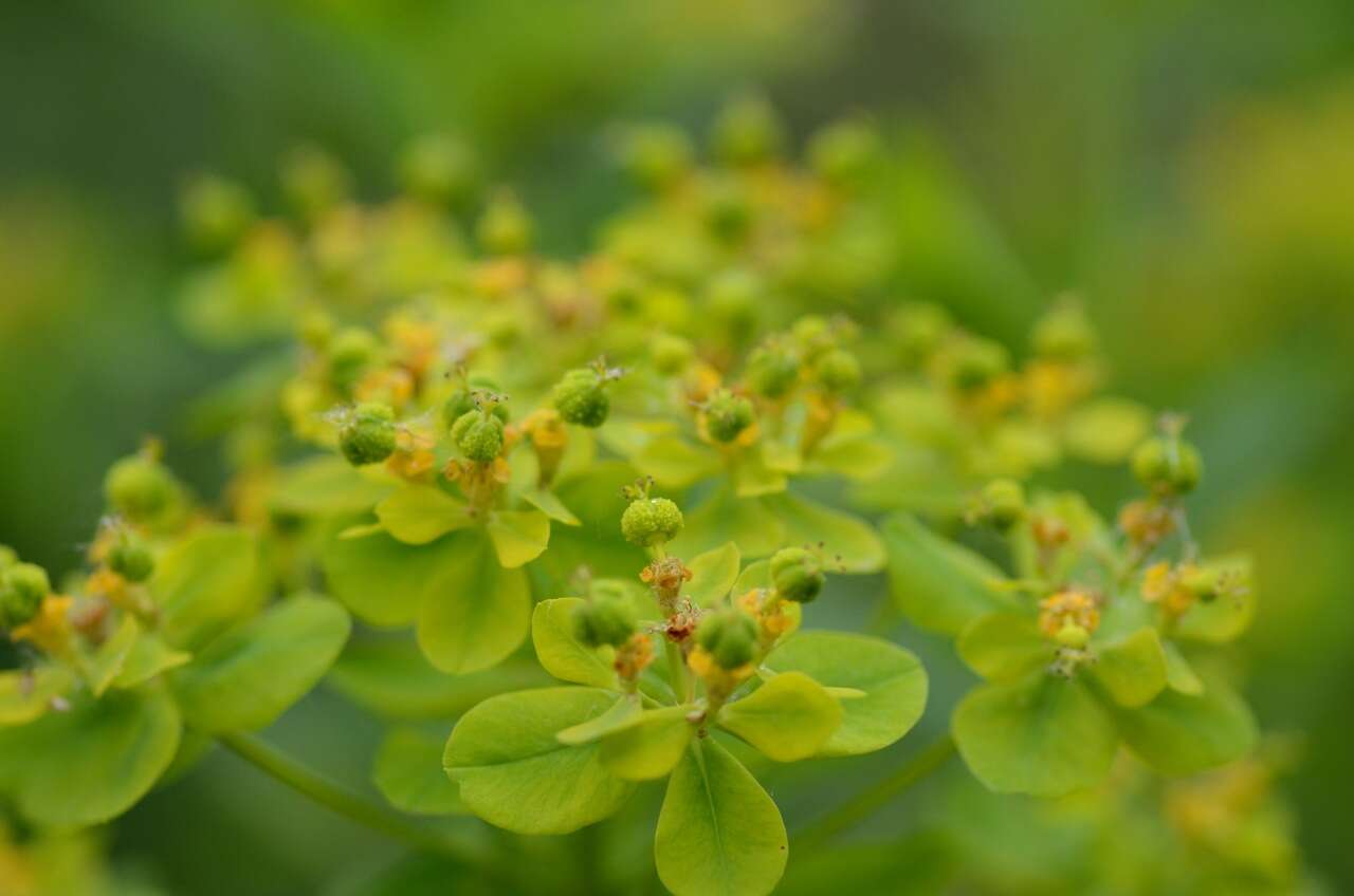 Image of Marsh Spurge