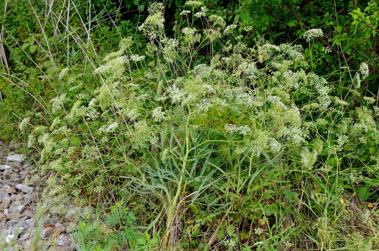 Image of longleaf