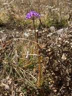 Image of Himalaya onion