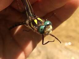 Image of Twin-Spotted Spiketail