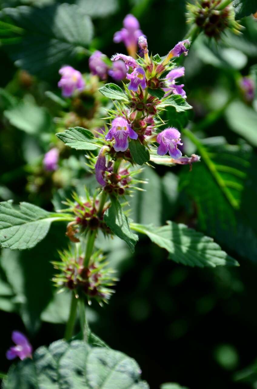 Image of Common hemp nettle