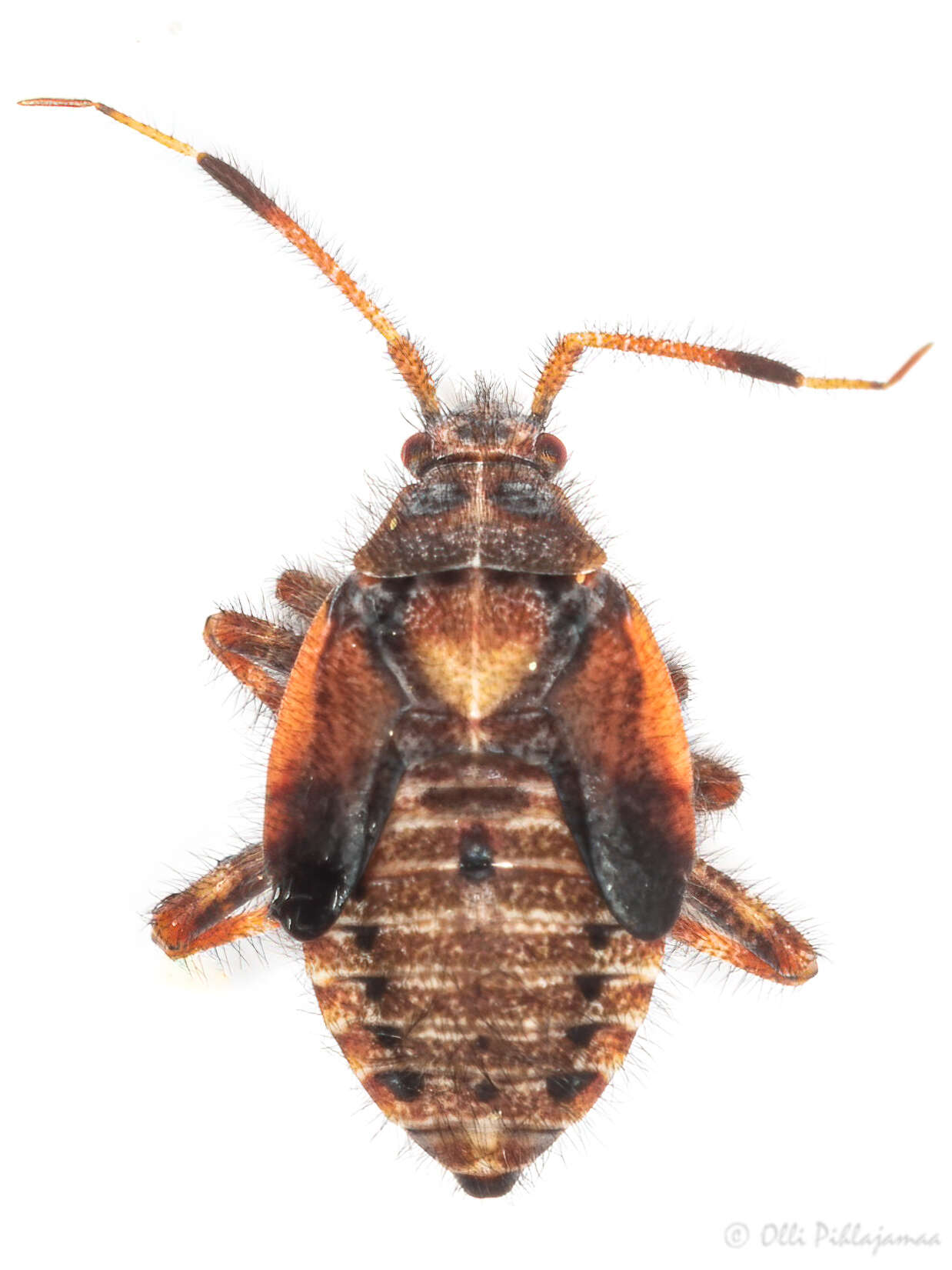 Image of Deraeocoris olivaceus (Fabricius 1777)