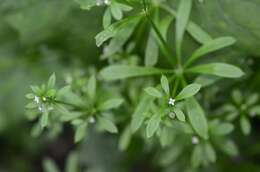 Image of Goosegrass