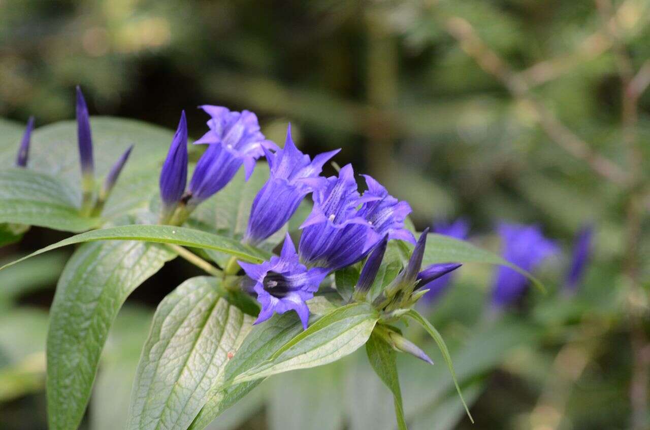 Image of Gentiana asclepiadea L.