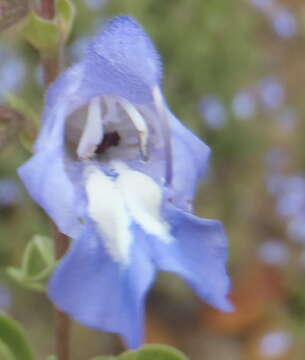 Image de Salvia muirii L. Bolus