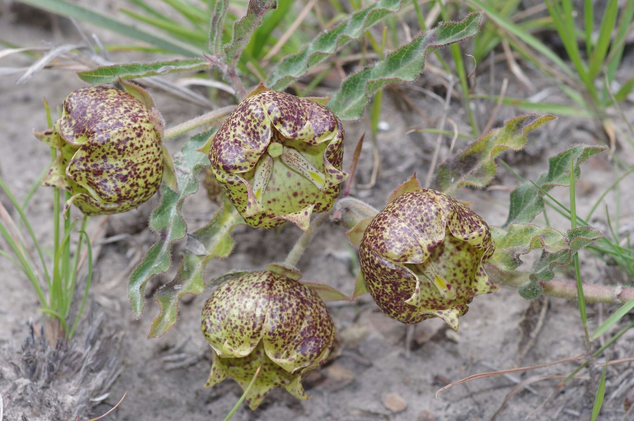 Sivun Pachycarpus grandiflorus (L. fil.) E. Mey. kuva