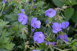 Image of Meadow Crane's-bill