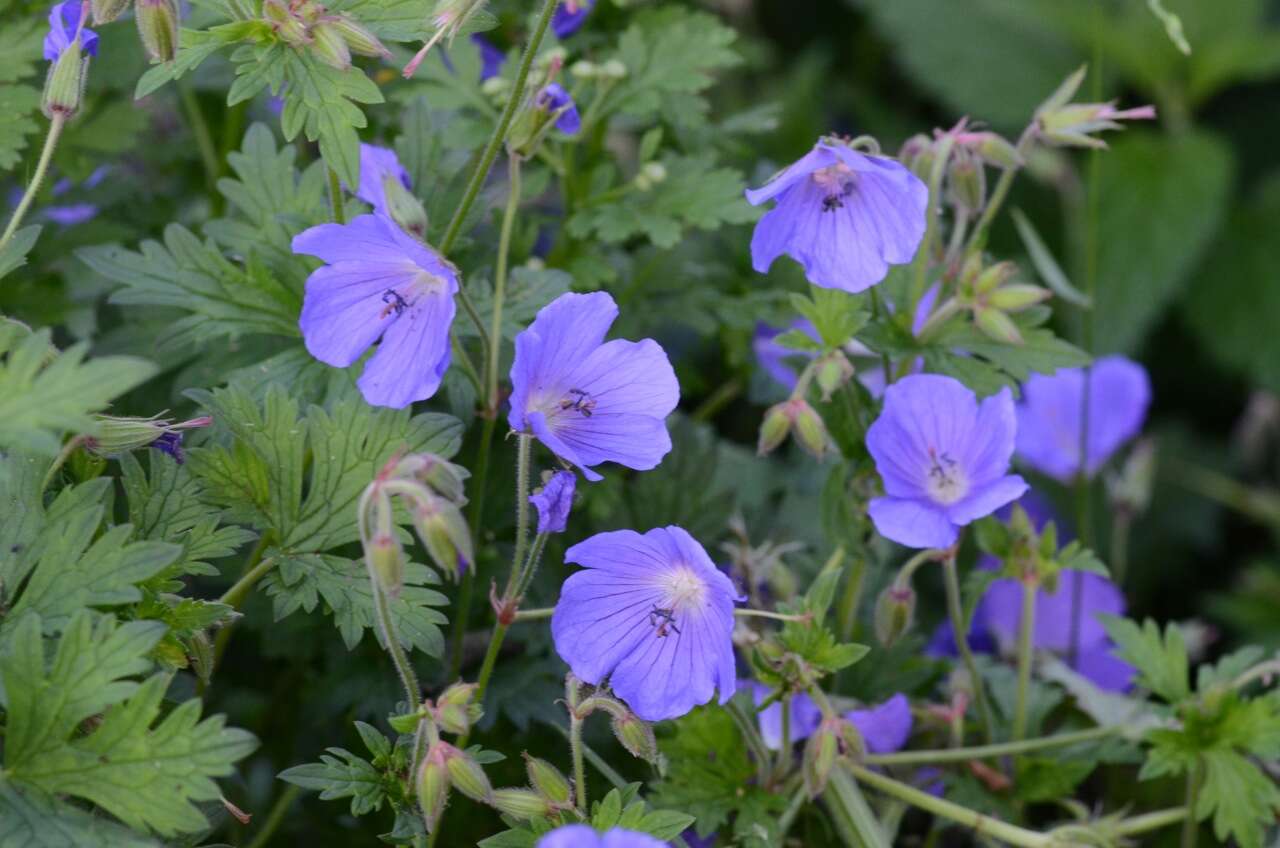 Image of Meadow Crane's-bill