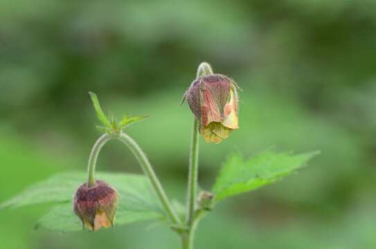 Image of Water Avens